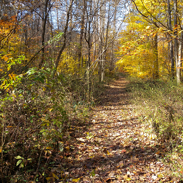 Knobstone Trail